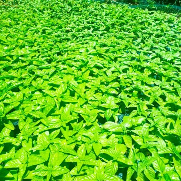 Herbs