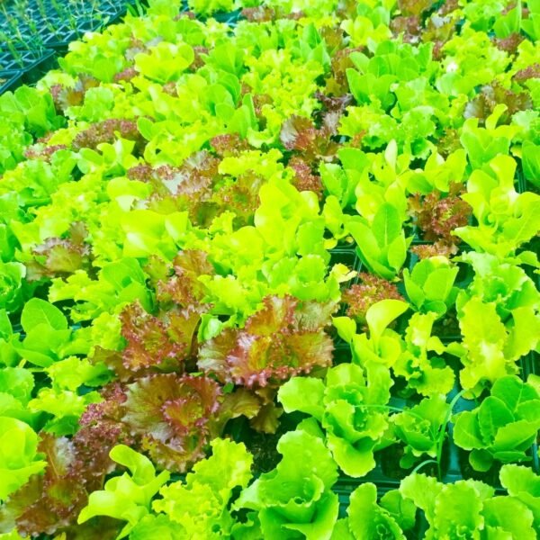 Veggies