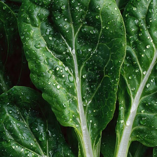 spinach swiss chard fordhook giant over 100 seeds