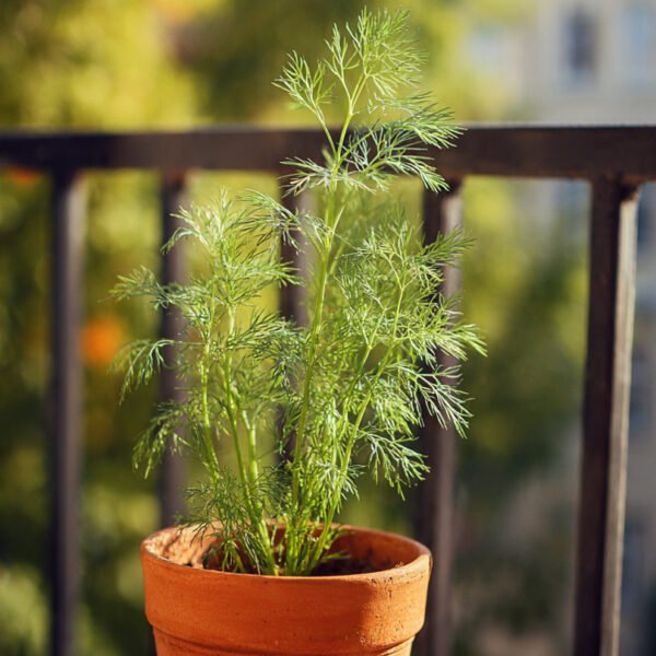dill over 100 seeds