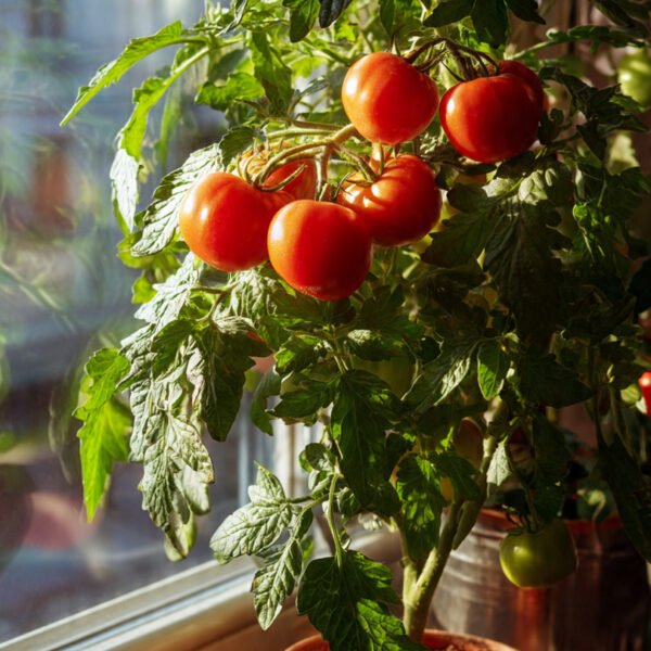 tomato floradade over 100 seeds