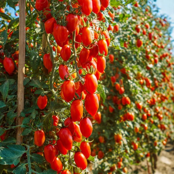 tomato roma over 100 seeds