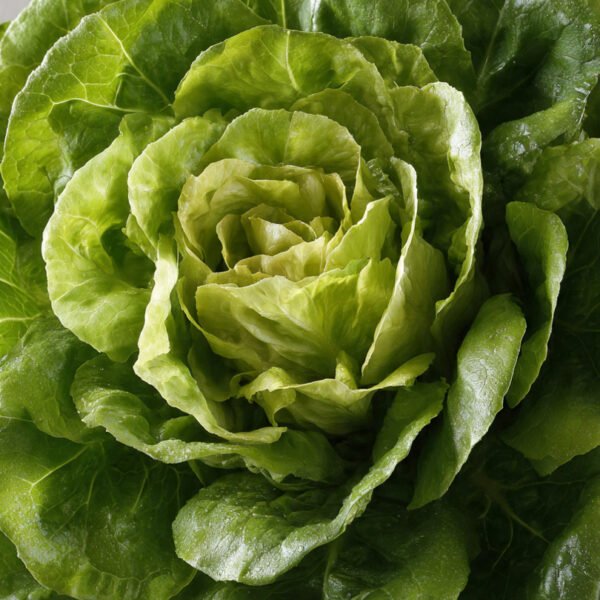 lettuce crisp great lakes over 100 seeds