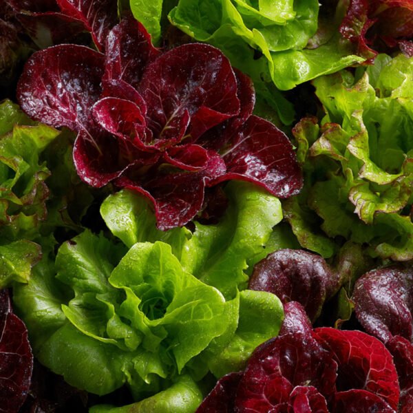 lettuce salad mix over 100 seeds