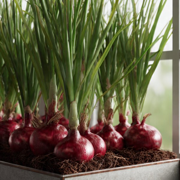 onion red creole over 100 seeds