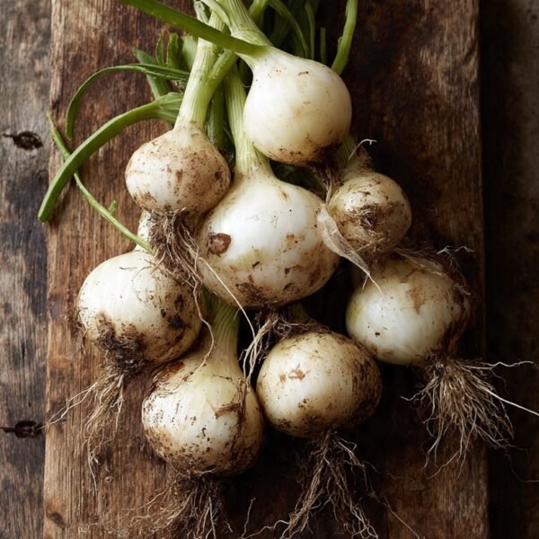 onion texas grano over 100 seeds
