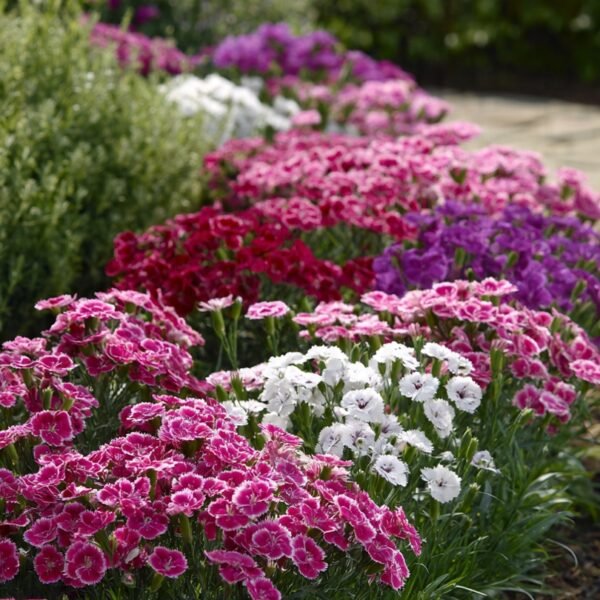 dianthus mix
