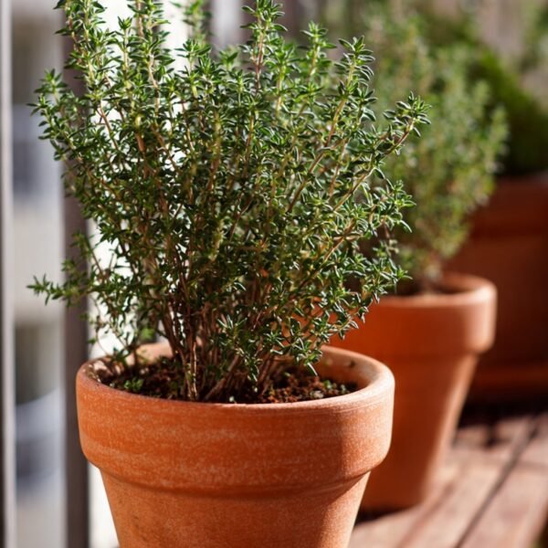 thyme (german/english) over 100 seeds