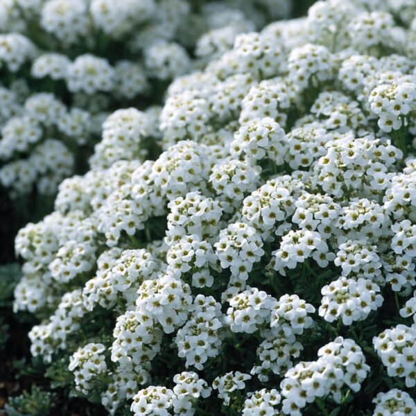white alyssum over 100 seeds
