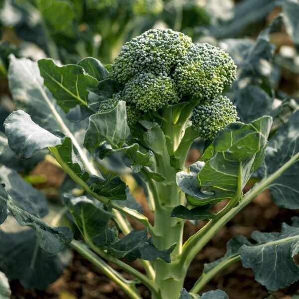 broccoli over 100 seeds