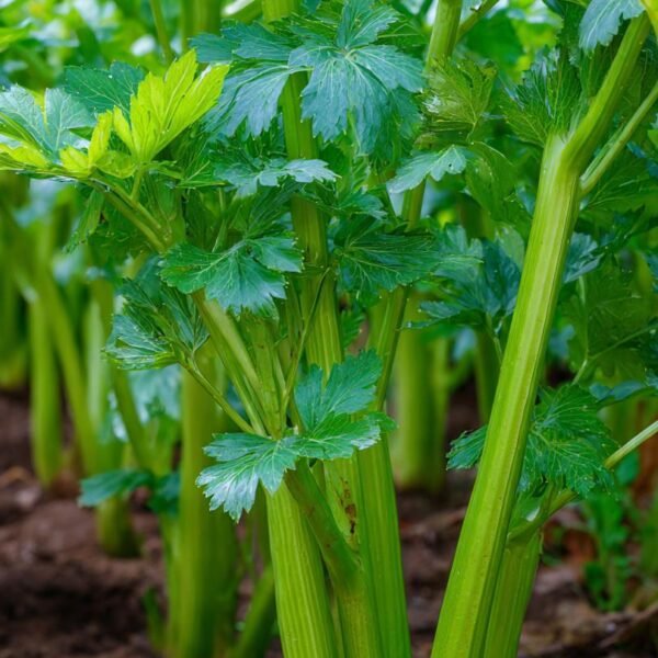 celery (tall utah) over 100 seeds