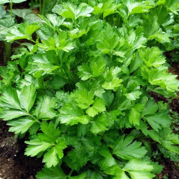 parsley flat leaf over 100 seeds