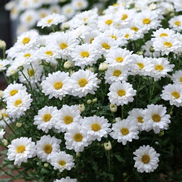chrysanthemum paludosum pure white over 100 seeds