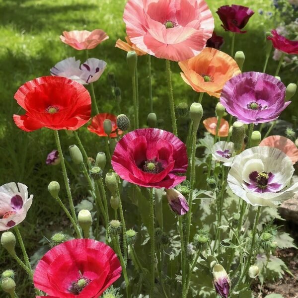 poppy mix over 100 seeds