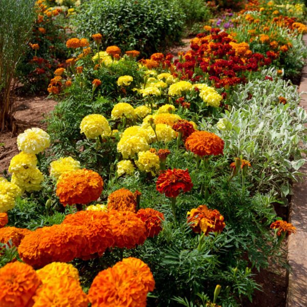 marigold saunders mix over 100 seeds