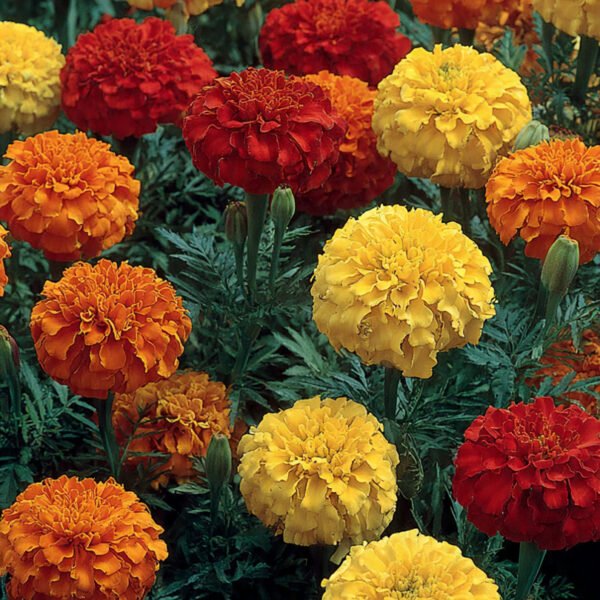 marigold crackerjack mix over 100 seeds