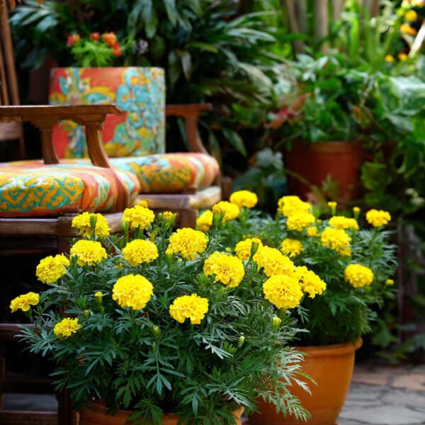 marigold lemon drop over 100 seeds