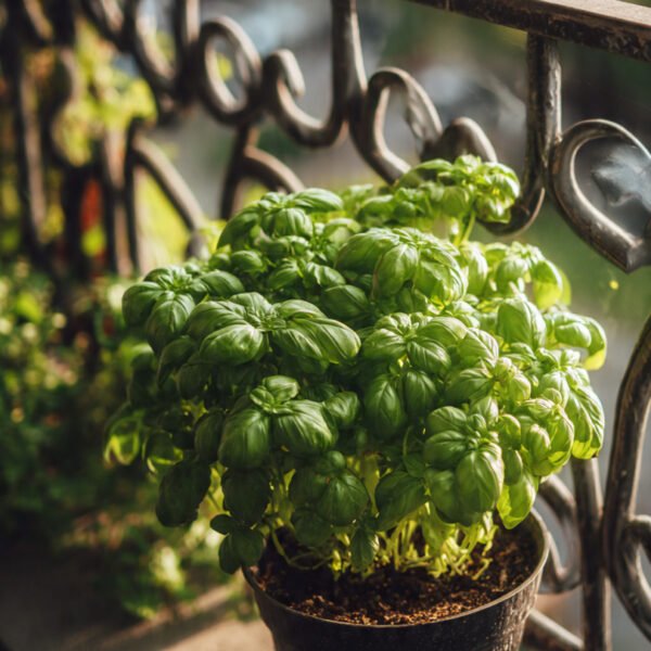 basil over 100 seeds