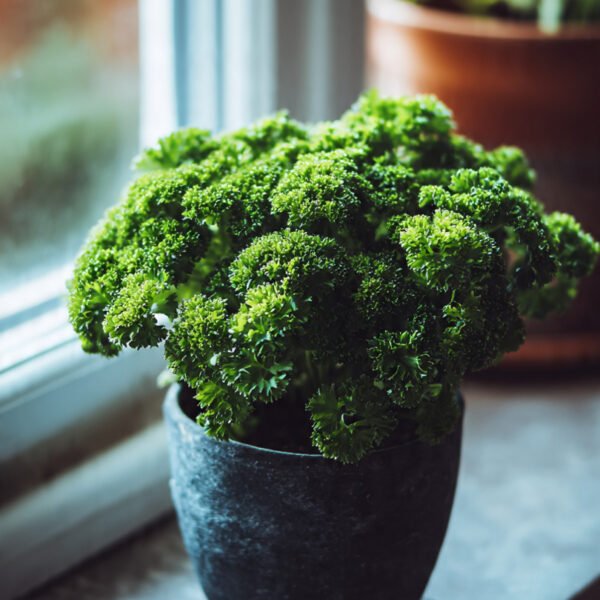 parsley champion moss curled over 100 seeds