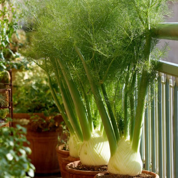 fennel over 100 seeds