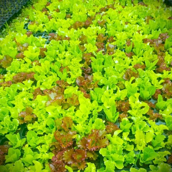 Veggies