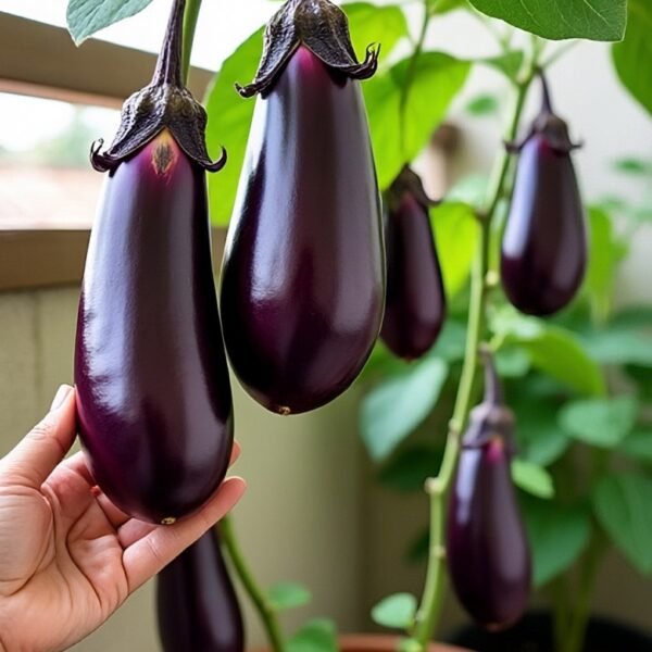 eggfruit over 100 seeds