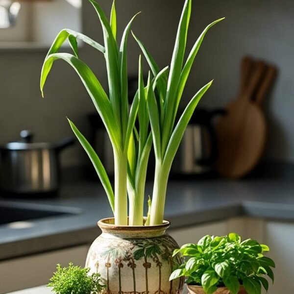 leeks over 100 seeds