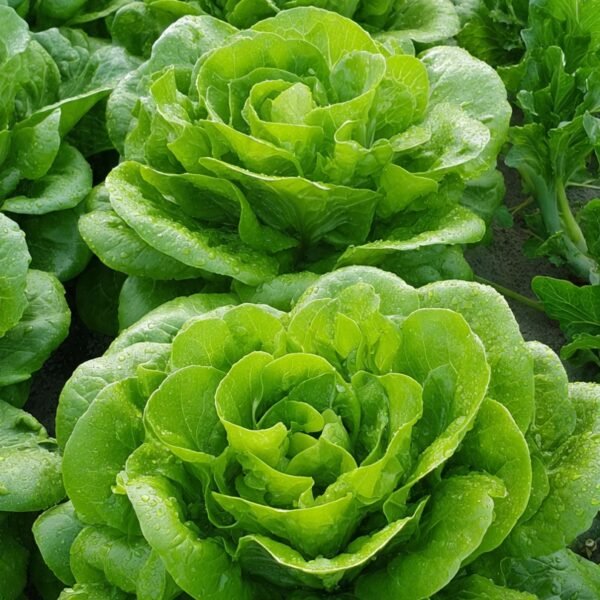lettuce butterhead attraction over 100 seeds