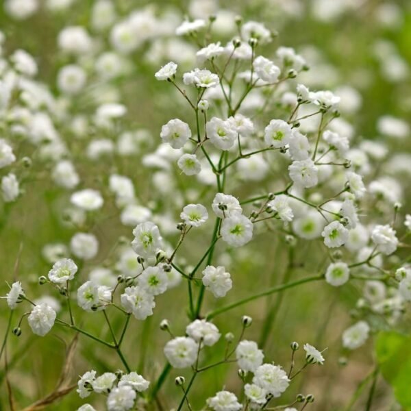 baby's breath (gypsophila single white)